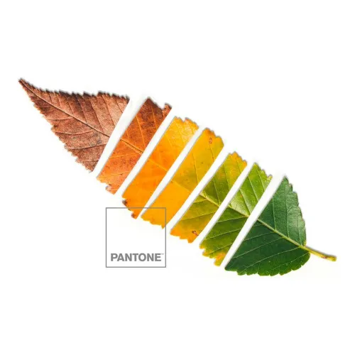 Noorse hoes Leaf Pantone Foto 3